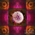 Dandelion in Flame by Laura Iverson Dandelion in Flame by Laura Iverson