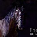 Dark Horse by Michelle Wrighton