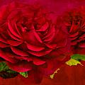 Dark Pink Rose by Steve Purnell Dark Pink Rose by Steve Purnell
