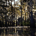 Deep Swamp Photograph by Ron Weathers Deep Swamp Photograph by Ron Weathers