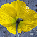 Delicate and Strong Photograph by Heiko Koehrer-Wagner Delicate and Strong Photograph by Heiko Koehrer-Wagner