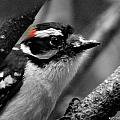 do I have a food on my beak Photograph by Kim Galluzzo Wozniak do I have a food on my beak Photograph by Kim Galluzzo Wozniak