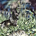 Dog Painting by Susan Kinney Dog Painting by Susan Kinney