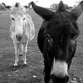 Donks Photograph by Kim Galluzzo Wozniak Donks Photograph by Kim Galluzzo Wozniak