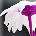 Doodled Daisy by Traci Cottingham Doodled Daisy by Traci Cottingham