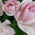 Double Pink Photograph by Laurel Best Double Pink Photograph by Laurel Best