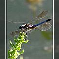 Dragon fly Photograph by Kim Galluzzo Wozniak Dragon fly Photograph by Kim Galluzzo Wozniak