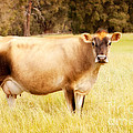 Dreamy Jersey Cow by Michelle Wrighton