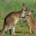 Eastern Grey Kangaroo Macropus by Cyril Ruoso Eastern Grey Kangaroo Macropus by Cyril Ruoso
