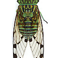 Emerald Cicada Photograph by Piotr Naskrecki Emerald Cicada Photograph by Piotr Naskrecki