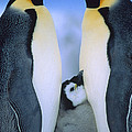 Emperor Penguins Aptenodytes Forsteri by Tui De Roy Emperor Penguins Aptenodytes Forsteri by Tui De Roy