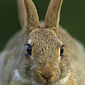 European Rabbit Oryctolagus Cuniculus Photograph by Cyril Ruoso European Rabbit Oryctolagus Cuniculus Photograph by Cyril Ruoso