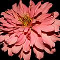 Even At Night She Shows Beauty Photograph by Kim Galluzzo Even At Night She Shows Beauty Photograph by Kim Galluzzo