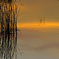 Everglades Grasses Photograph by Ed Gleichman Everglades Grasses Photograph by Ed Gleichman