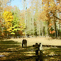 Fall Corral by Seth Weaver Fall Corral by Seth Weaver