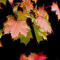 Fall Grandeur Photograph by Rory Siegel Fall Grandeur Photograph by Rory Siegel