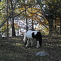 Fall Graze Photograph by Kim Galluzzo Wozniak Fall Graze Photograph by Kim Galluzzo Wozniak
