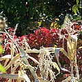 Fall Harvest of Color Photograph by Dorrene BrownButterfield Fall Harvest of Color Photograph by Dorrene BrownButterfield