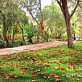 Fall Park by Carlos Caetano Fall Park by Carlos Caetano