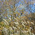 Fall scape in Connecticut Photograph by Kim Galluzzo Wozniak Fall scape in Connecticut Photograph by Kim Galluzzo Wozniak