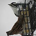 Feeding Time After The Storm Photograph by Kim Galluzzo Wozniak Feeding Time After The Storm Photograph by Kim Galluzzo Wozniak