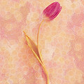 Feminity by Aimelle Ml