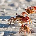 Fiddler Crab Conga Line by Christine Stonebridge Fiddler Crab Conga Line by Christine Stonebridge