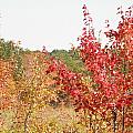 Fire Colors Photograph by Kim Galluzzo Wozniak Fire Colors Photograph by Kim Galluzzo Wozniak