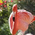 Flamingo Photograph by Kim Galluzzo Wozniak Flamingo Photograph by Kim Galluzzo Wozniak