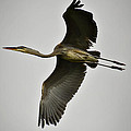 Flight Of The Great Blue Heron by Saija Lehtonen Flight Of The Great Blue Heron by Saija Lehtonen