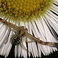Flower Spider On Fleabane Photograph by Daniel Reed Flower Spider On Fleabane Photograph by Daniel Reed