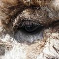 Fluffy Eyes Photograph by Kim Galluzzo Wozniak Fluffy Eyes Photograph by Kim Galluzzo Wozniak