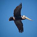 flying Pelican by Ralf Kaiser flying Pelican by Ralf Kaiser