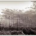 Forest Regrowth Photograph by Farol Tomson Forest Regrowth Photograph by Farol Tomson