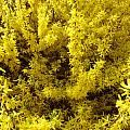 Forsythia blooms Photograph by Kim Galluzzo Wozniak Forsythia blooms Photograph by Kim Galluzzo Wozniak
