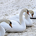 Four Graces waiting for the Spring Photograph by Heiko Koehrer-Wagner Four Graces waiting for the Spring Photograph by Heiko Koehrer-Wagner
