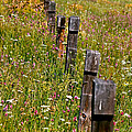 Fredricks Meadow by Mitch Shindelbower Fredricks Meadow by Mitch Shindelbower