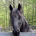 Friesian alert Photograph by Kim Galluzzo Wozniak Friesian alert Photograph by Kim Galluzzo Wozniak