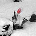 Frosted Pink Photograph by Dorrene BrownButterfield Frosted Pink Photograph by Dorrene BrownButterfield