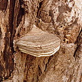 Fungi Photograph by Kim Galluzzo Fungi Photograph by Kim Galluzzo