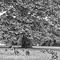 Geese By The River by Bill Cannon Geese By The River by Bill Cannon