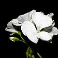 Geranium White Photograph by Kim Galluzzo Geranium White Photograph by Kim Galluzzo