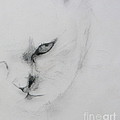 Ghost Cat Drawing by Rory Siegel Ghost Cat Drawing by Rory Siegel