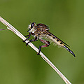 Giant Robber Fly - Promachus hinei Photograph by Daniel Reed Giant Robber Fly - Promachus hinei Photograph by Daniel Reed