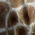Giraffe Body Print Photograph by Kim Galluzzo Wozniak Giraffe Body Print Photograph by Kim Galluzzo Wozniak
