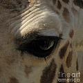 Giraffe eye Photograph by Kim Galluzzo Wozniak Giraffe eye Photograph by Kim Galluzzo Wozniak