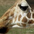 Giraffe Facial Shot Photograph by Kim Galluzzo Wozniak Giraffe Facial Shot Photograph by Kim Galluzzo Wozniak