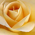Golden Glow Rose Flower Greeting Card for Sale by Jennie Marie Schell