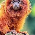 Golden Lion Tamarin Photograph by Simon Bratt Golden Lion Tamarin Photograph by Simon Bratt