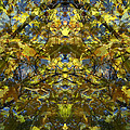 Golden Rorschach by Seth Weaver Golden Rorschach by Seth Weaver